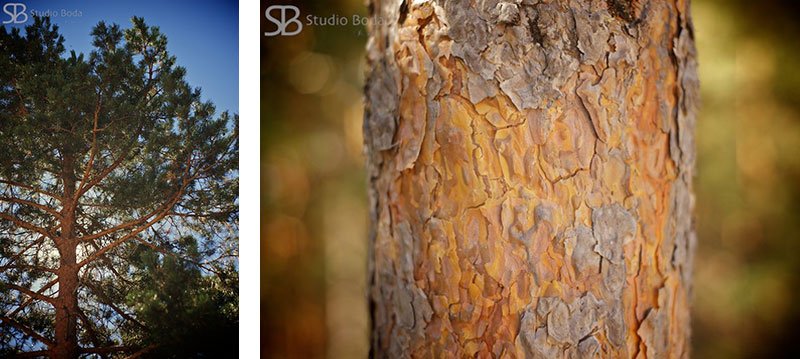 naturaleza - bosque de soria