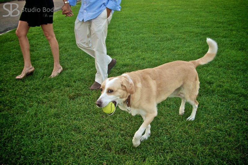 dos novios y un perro en pisa - destination weddiing