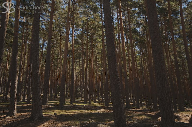 bosque de soria - duruelo de la sierra