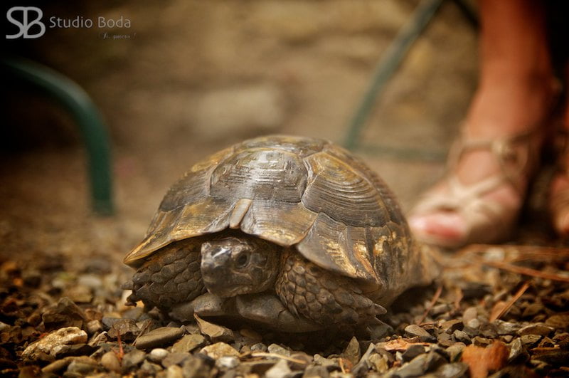 Tortuga en Certaldo (38)