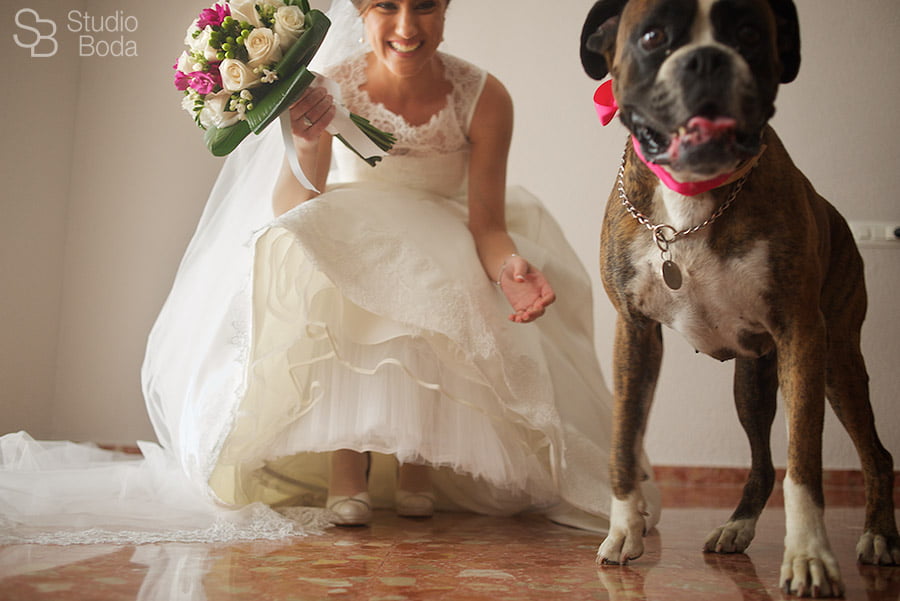 reportaje novia y mascota