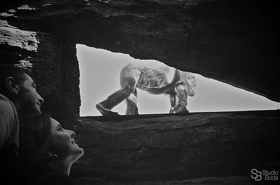 Engagement session monkey