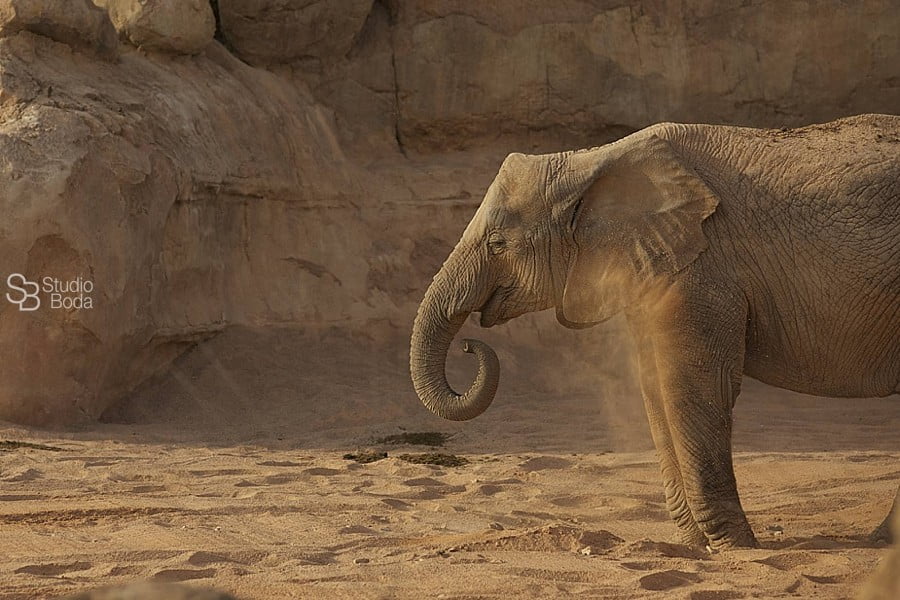 elephant biopark valencia