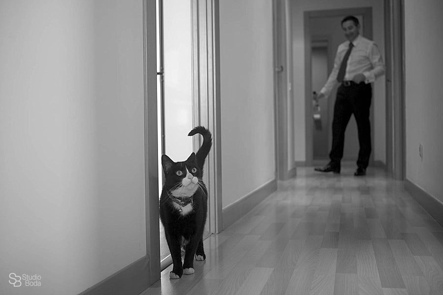 reportaje boda gato
