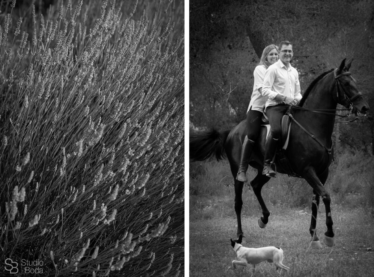 Pre Boda Caballos
