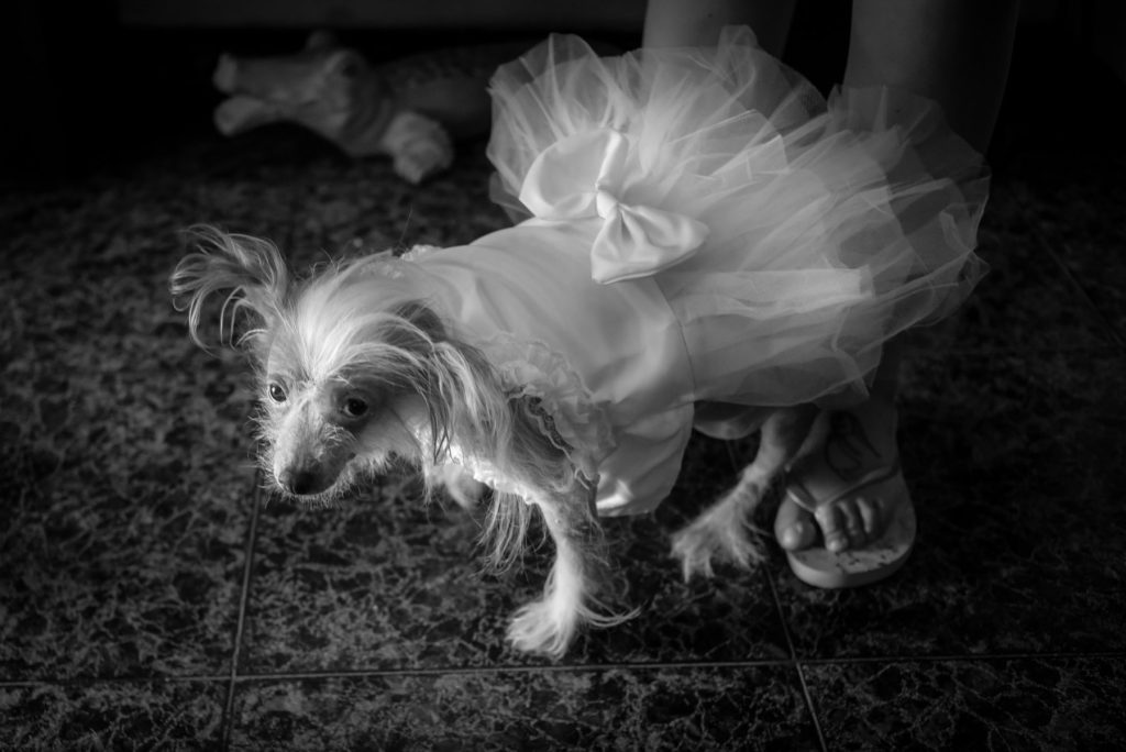 mascota boda