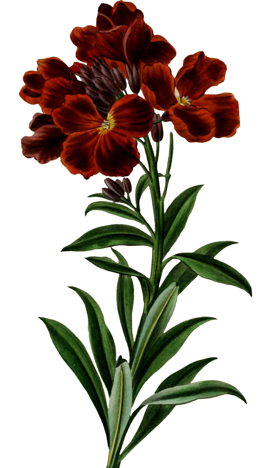 Program Image