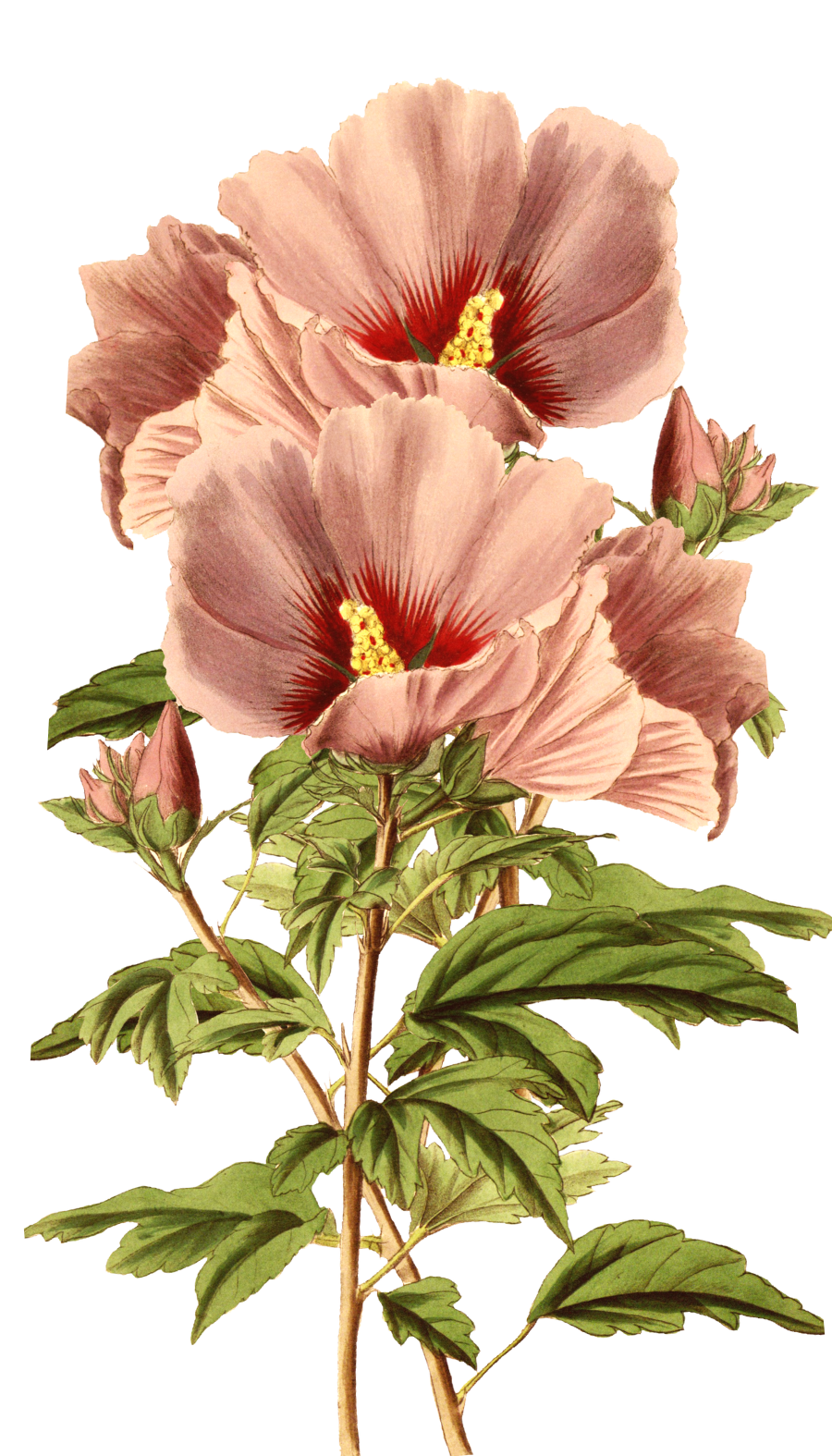 Program Image