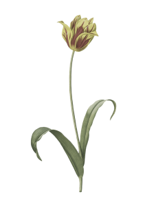 flor 9
