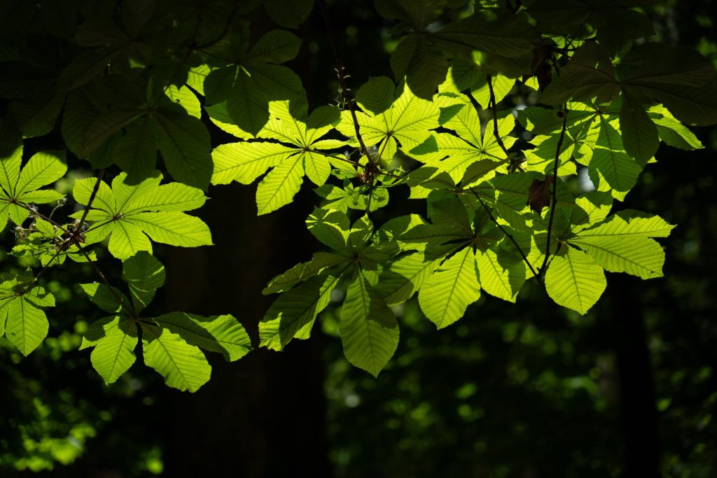Naturaleza